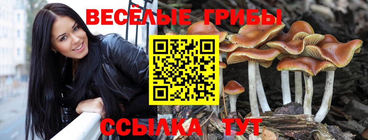 закладка  Вход с VPN  Лесной  Галлюциногенные грибы Magic Shrooms 
